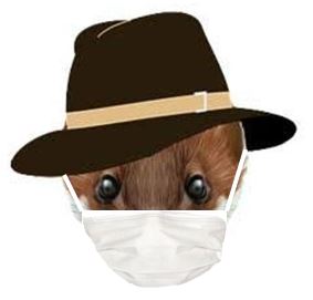 Ferret Coronavirus