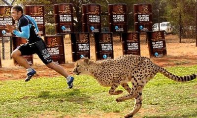 Bryan Habana vs cheetah