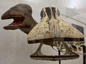 Nigersaurus face and skull reconstructed