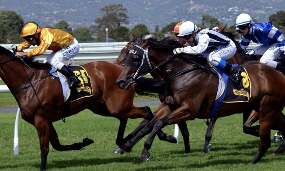 Horse Racing Terminology For Rookies